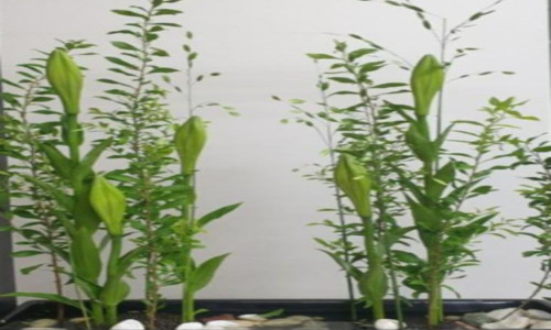 한상숙의 꽃꽂이 맛보기 ‘분리형(分離型)’